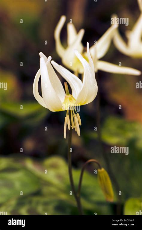 Erythronium californicum 'White Beauty' (Fawn Lily) .
